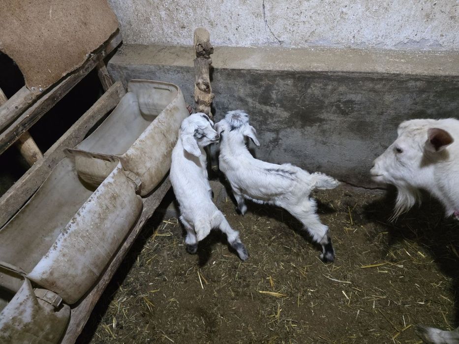 Эчки Коза продаётся