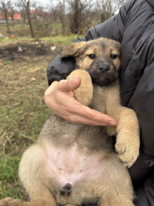 ‼️Donez Catei Talie Mare‼️