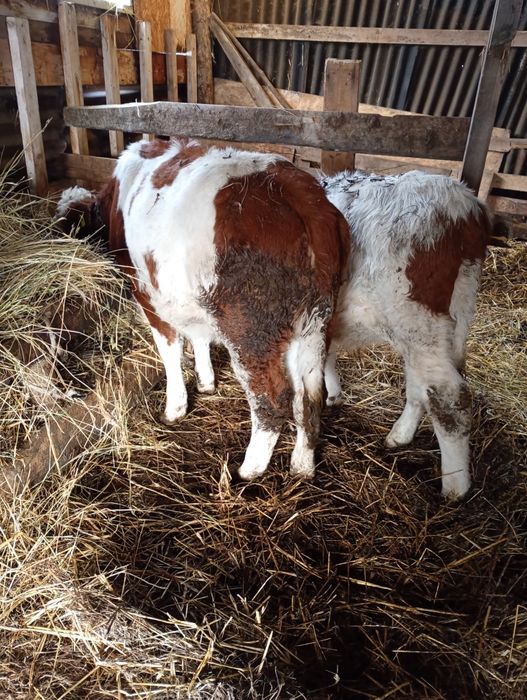 Vând 3 vitei să-ți Gheorgheni com Feleacu judetul Cluj