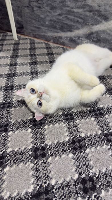 Британский поинт