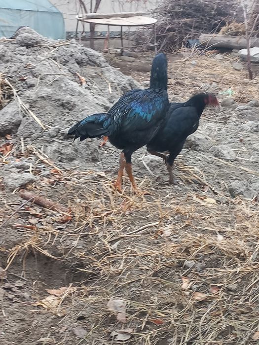 Хўрозлар даканг соғлом