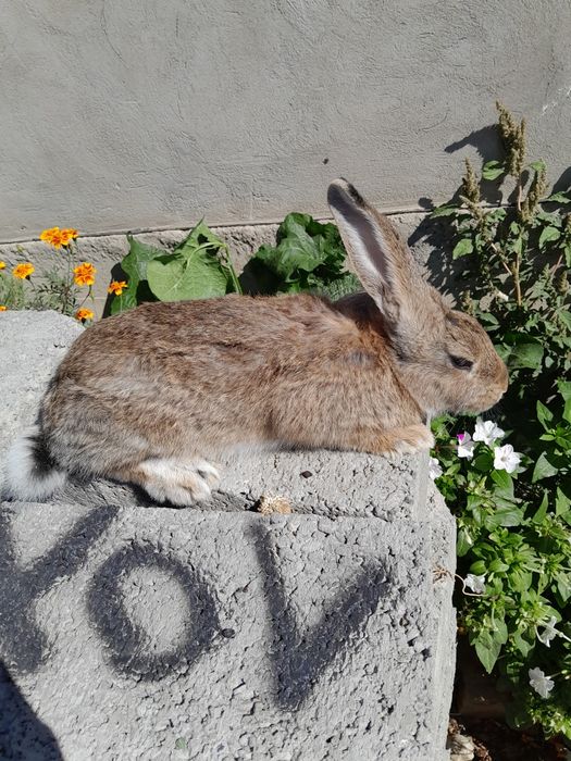 Самка ей 3 месяца