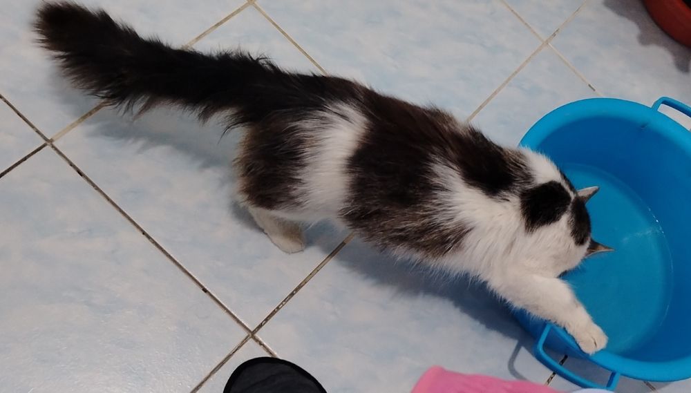 Пропал кот на улице