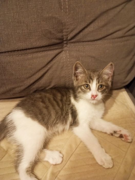 Котёнок мальчик ищет заботливые руки!