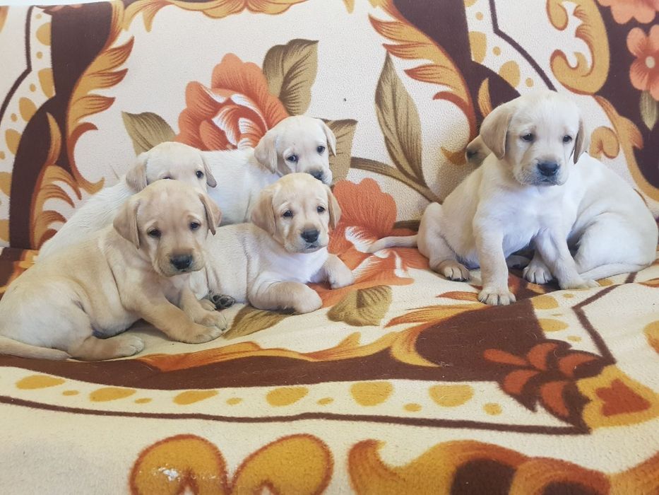 Щенки лабрадора продаются