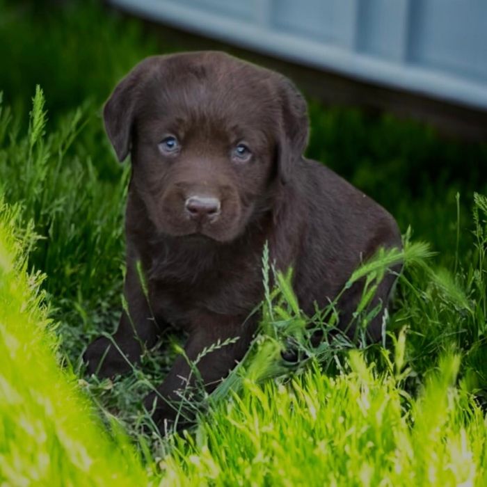 Labrador retriever pedigree