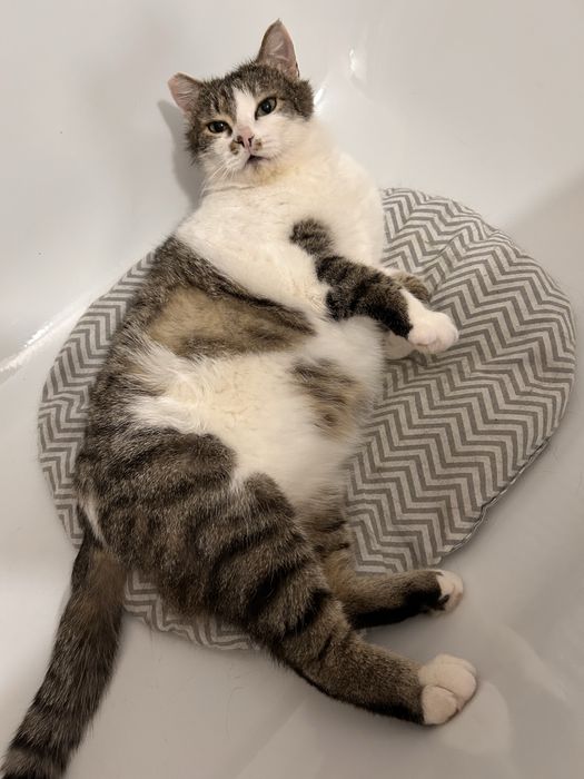 Жора, крупный и здоровый котэ :)