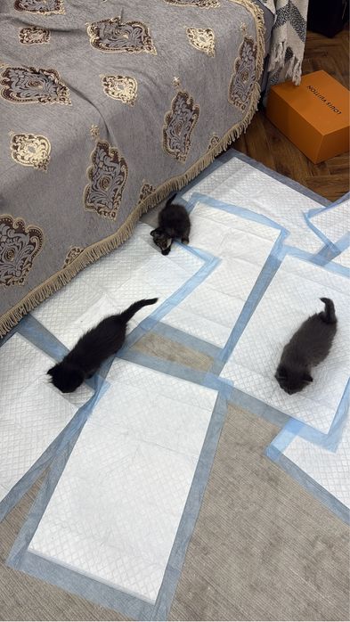 отдам котят домашних