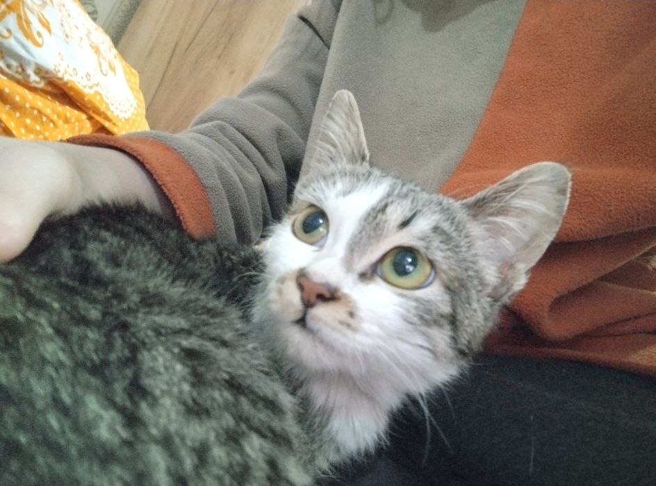 Бесплатно котенок