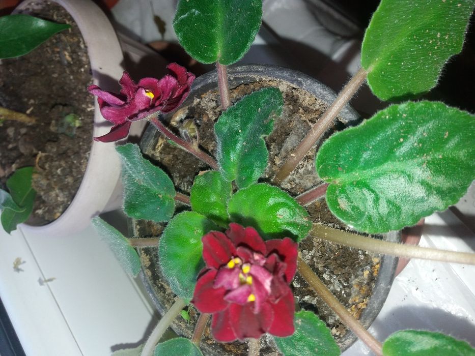 Комнатные фиалки