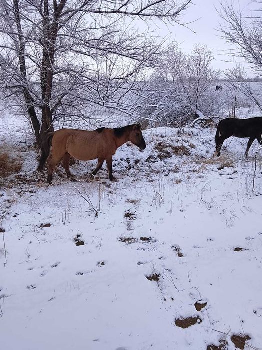 Буаз бие таймен бірге сатылады