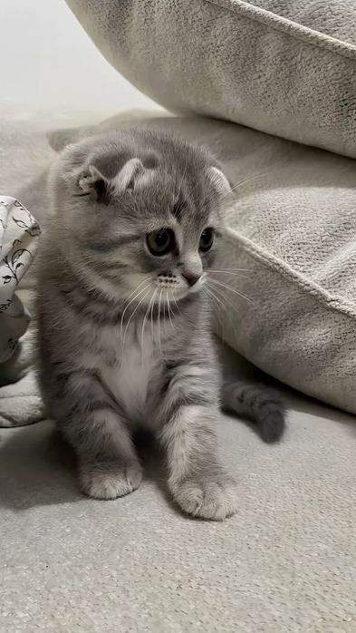 Шотландские котята