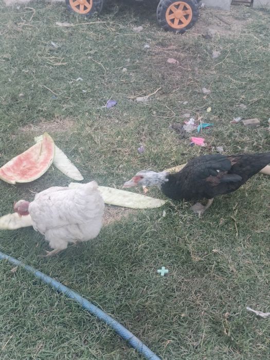 Продам Индаутки курицы