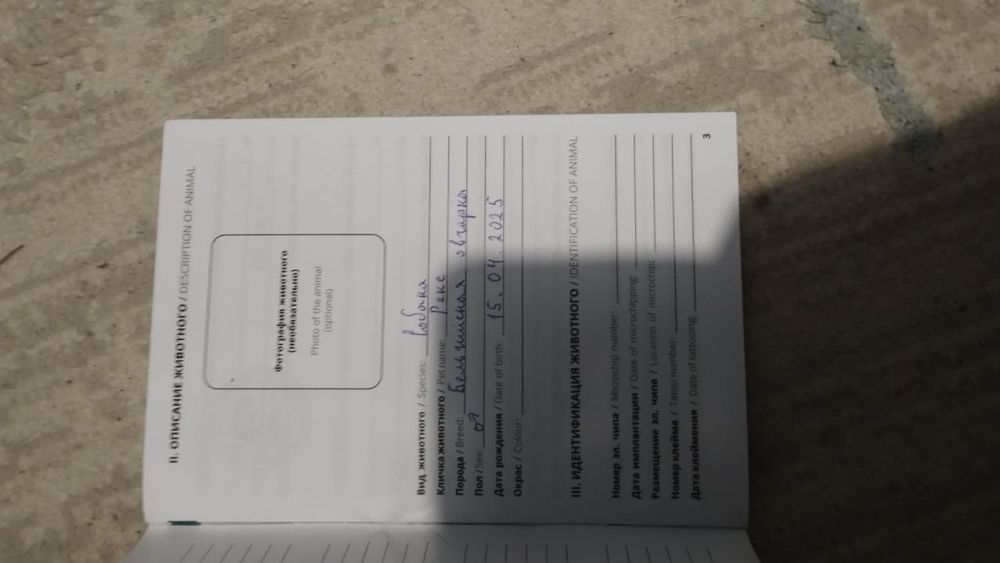 Бельгийская овчарка