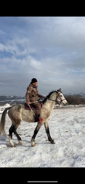 Пішпе ат сатылады