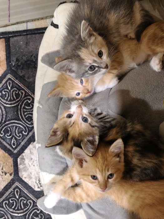 Котята в хорошие руки