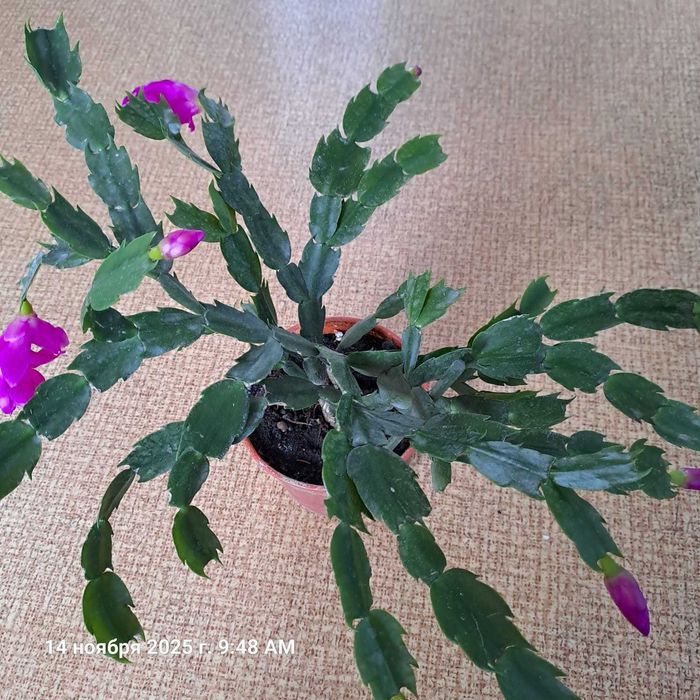 Декабрист сорта* Dark Eva*