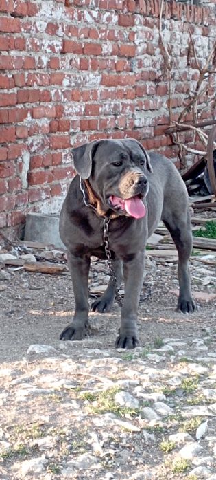 Кане Корсо  женско