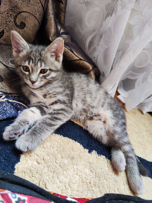Отдам котёнка ( девочка)