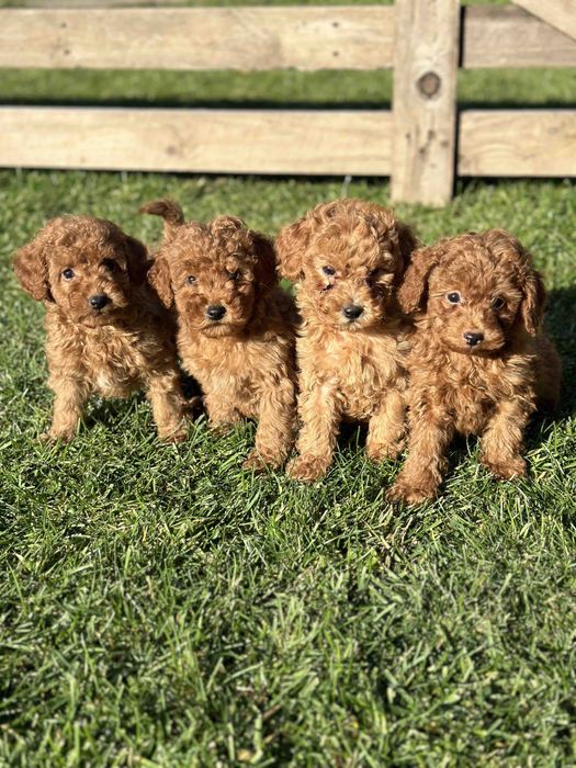 Пудел Той мини