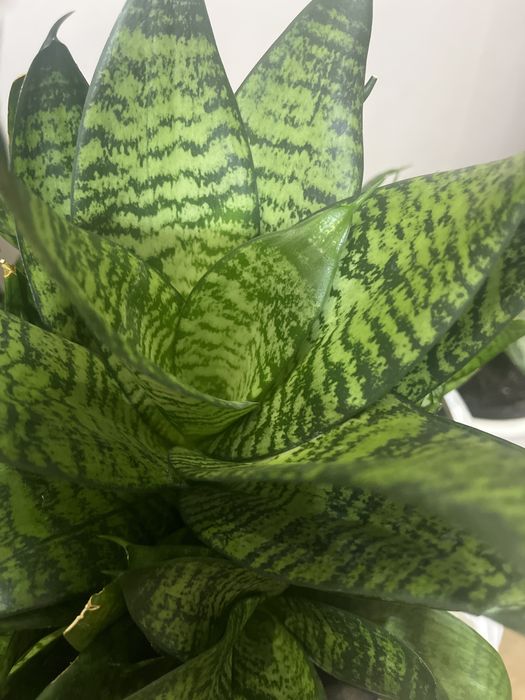 Комнатные цветы легко ухаживать