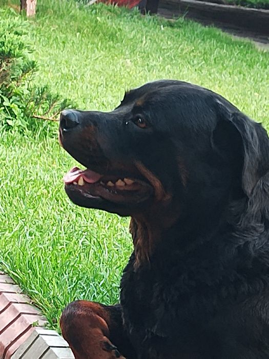 Вязка ротвейлер чистокровный