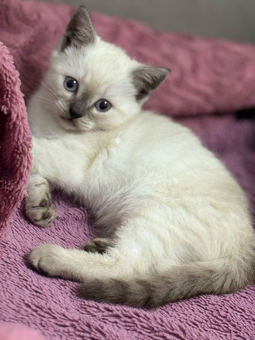Котенок британский