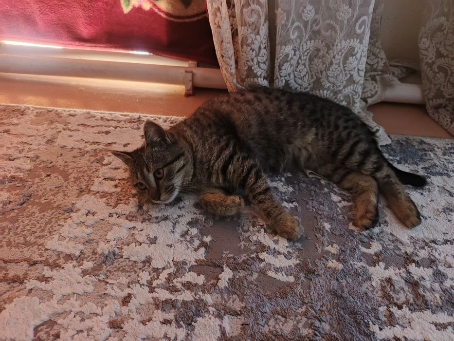 Mushuk cat кот pishak