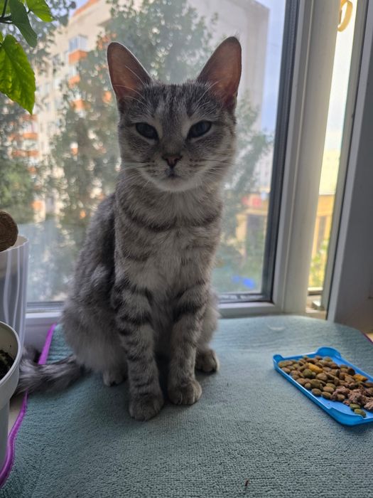 Отдадим кошку в добрые руки