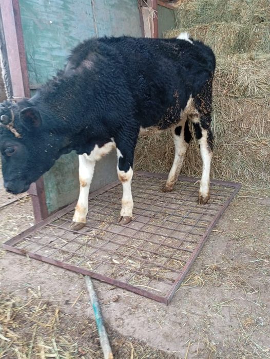 Телка 1 год и 1 месяц