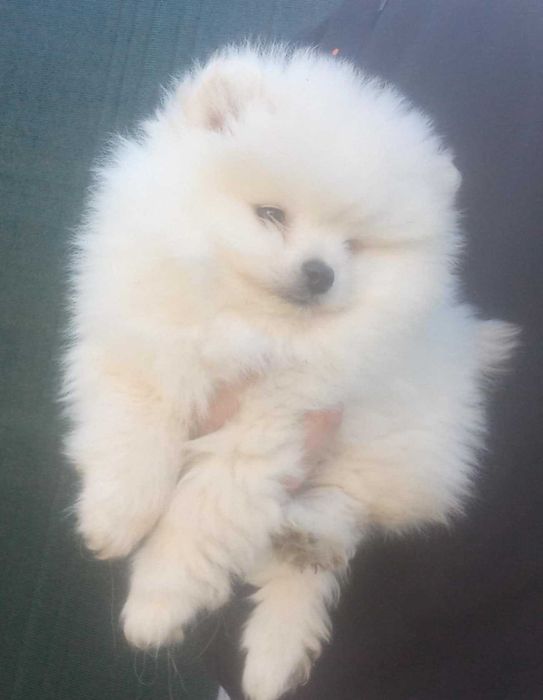 Мъжки померан на 72 дни