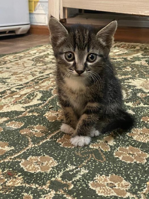 Отдам котенка в добрые руки