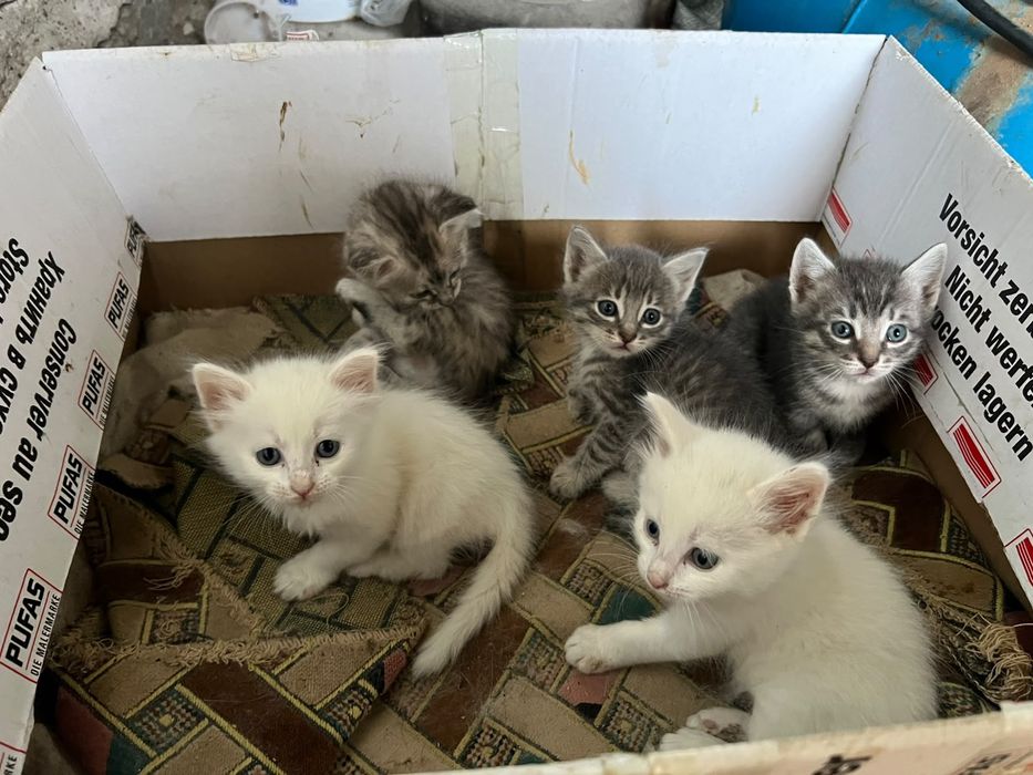Котята милые и добрые, два мальчика и две девочки