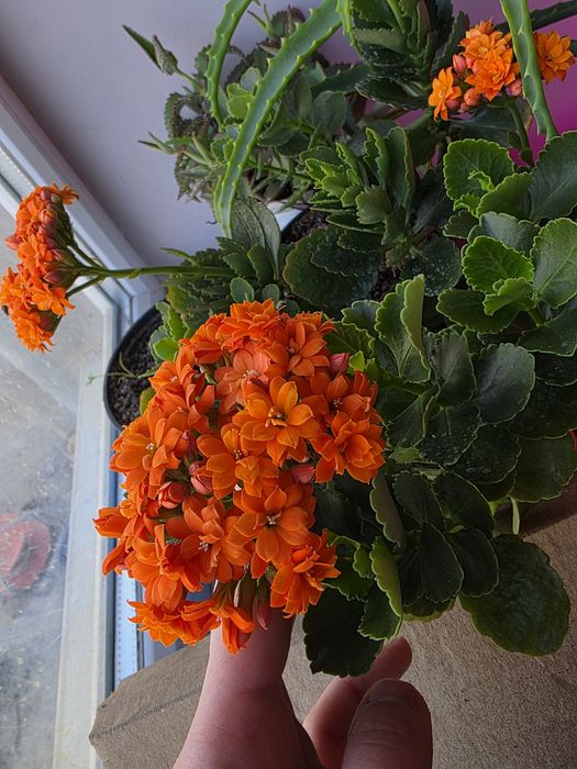 Комнатные (домашние) цветы