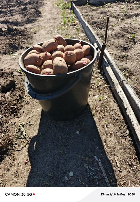 Картошка семенная