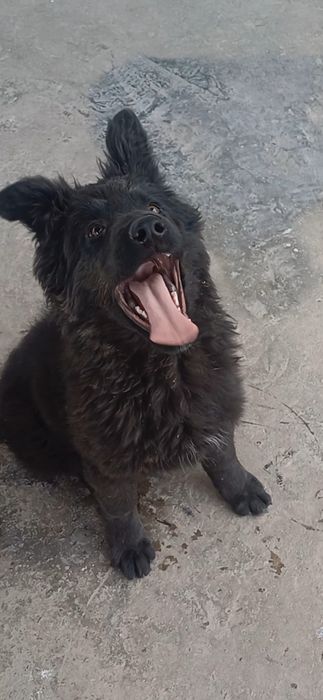 Продаётся щенок Немецкой Овчарки.