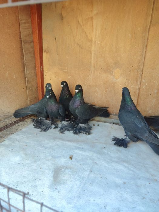 Продам Голубей 2025