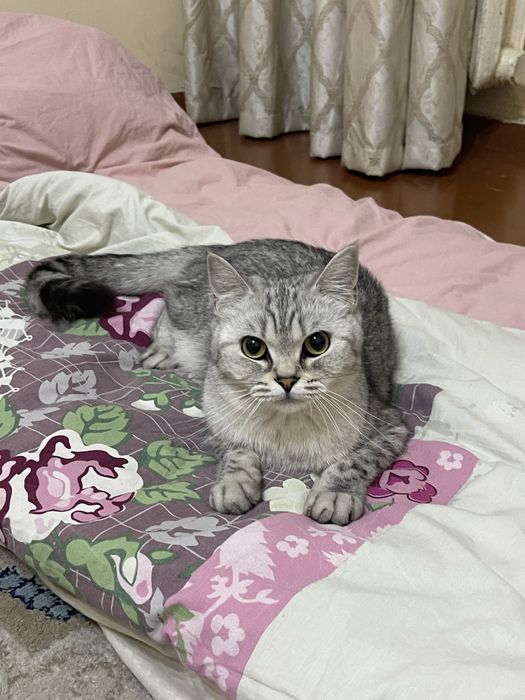 Кошка шотландская