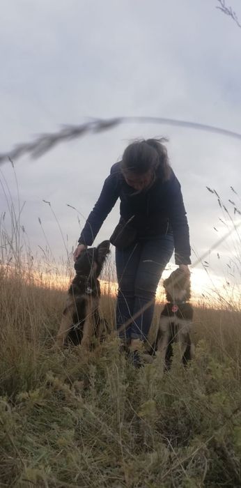 Дрессировка собак