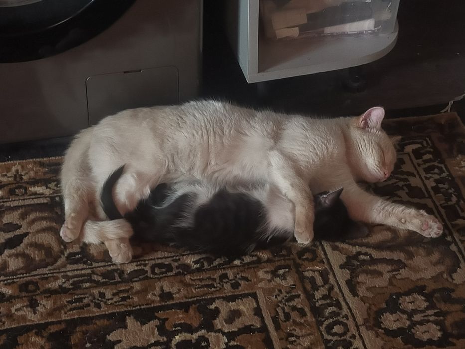 Отдам в добрые руки котёнка