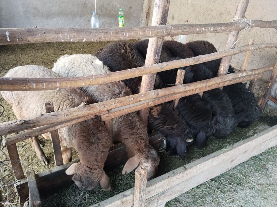 Продажа Баранов пордыскти