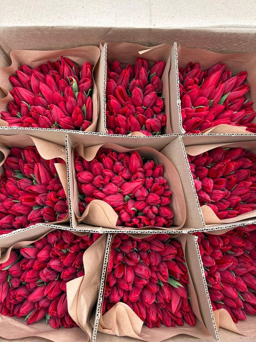 Крупные свежие Тюльпаны