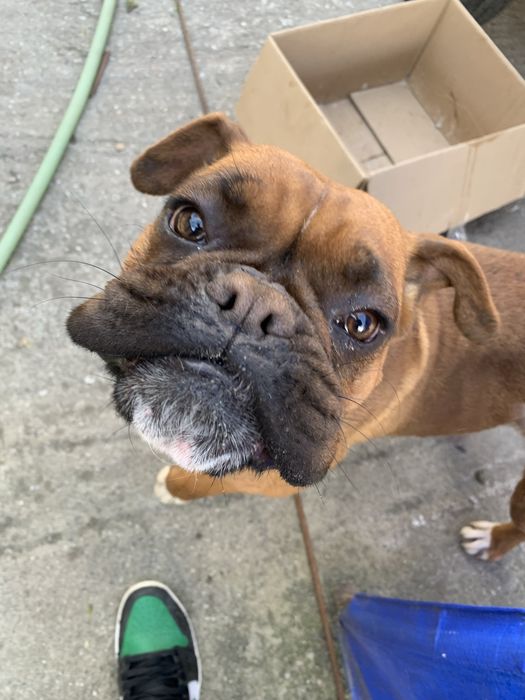 ofer spre adoptie pui boxer