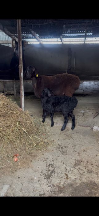 Козылы койлар сатылады