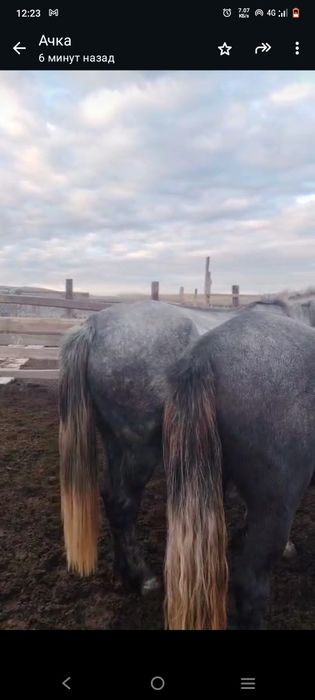 Соғымға Семіз жылқы сатылады