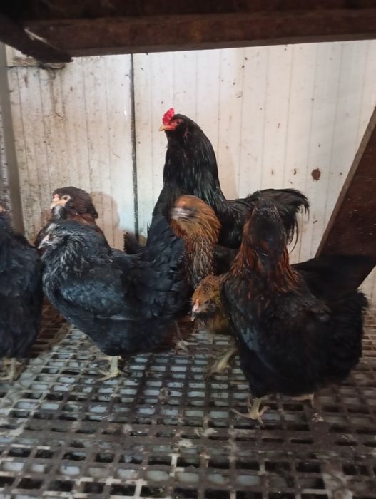 Ouă verzi Ameraucana