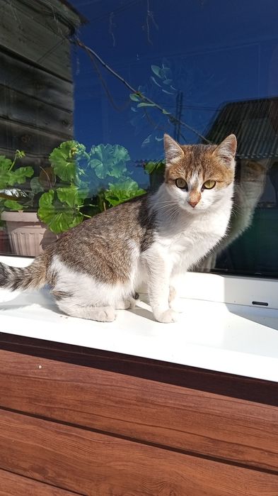 Отдам в добрые руки котят