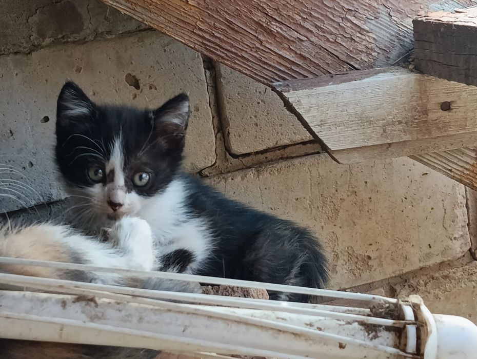 Отдам котят,даром