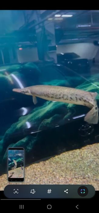 Shuka sotiladi razer 35-40 sm soglom papugaylayam bor