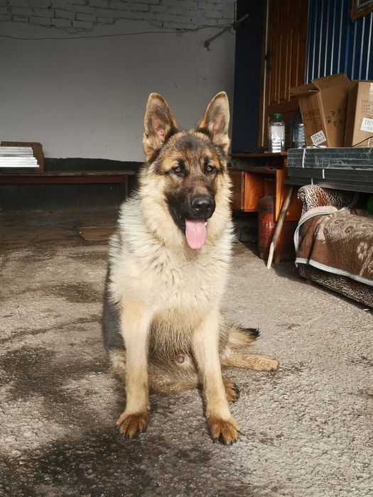 Ищем невесту. Для вязки.